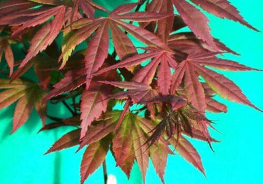 Acer palmatum 'Crimson Prince' - mapleridgenursery